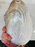 Large Shell  26cm x 16cm wide