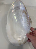 Large Shell  26cm x 16cm wide